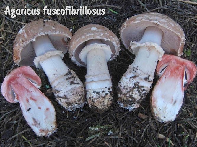 Agaricus fuscofibrillosus