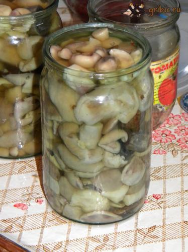 Как замариновать маслята, маринованный масленок, способ приготовления маслят, pickled Suillus luteus, рецепт на зиму