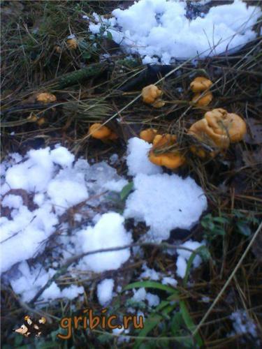 незабываемая находка, ноябрьский снег,лисички, записки грибника