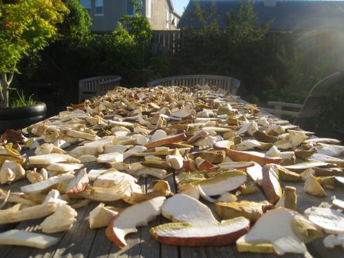 хранение грибов, сушеные грибы, способ засушки грибов