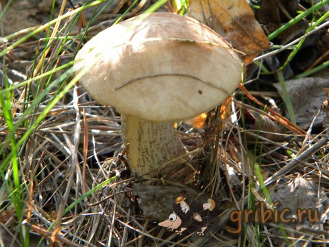 Съедобный гриб, Подберёзовик обыкновенный, Leccinum scabrum