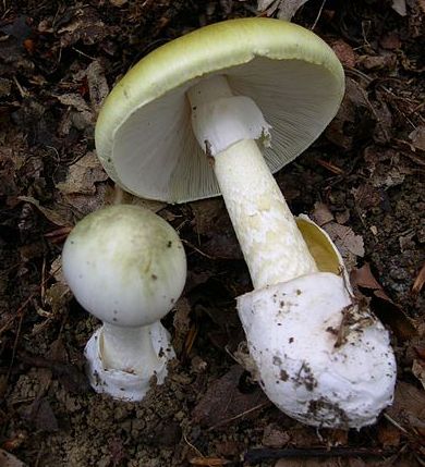 самым ядовитым грибом является бледная поганка