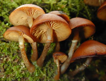 Ядовитые грибы, профилактика отравлений грибами