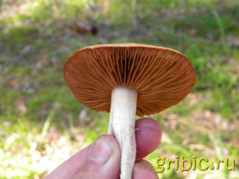   , what is mushroom