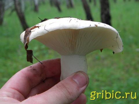   , what is mushroom
