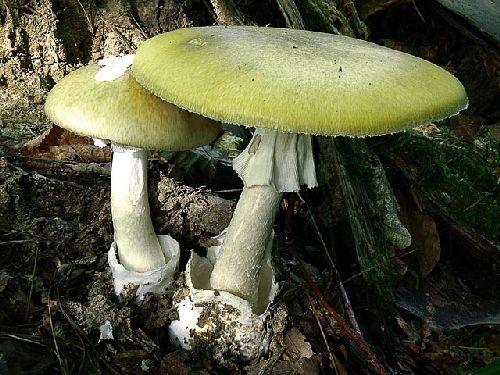 грибы, статья о грибах