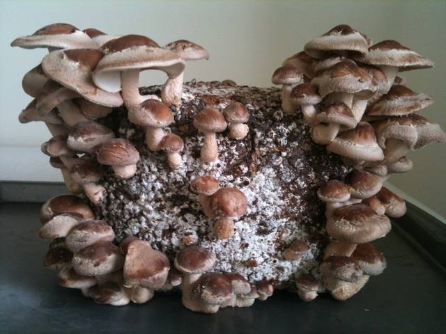 С чего начать грибной бизнес, выращивание грибов