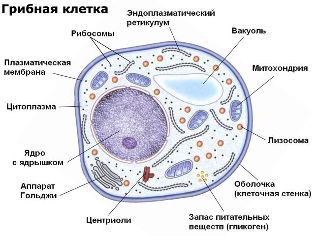 Строение грибной клетки