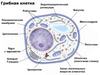 строение,химический состав, грибная клетка,полисахариды,царство,хитин, эукариоты