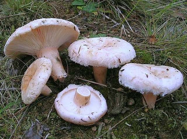  (Lactarius pubescens)