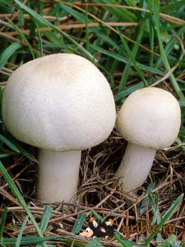 Шампиньоны, п. Руднев,собирать грибы, рассказ о грибах
