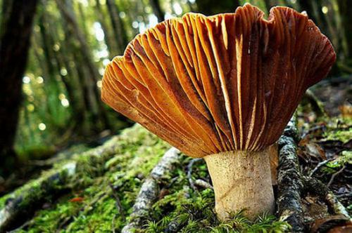 формы жизни грибов в природе, симбиоз, сапрофитизм, паразитизм