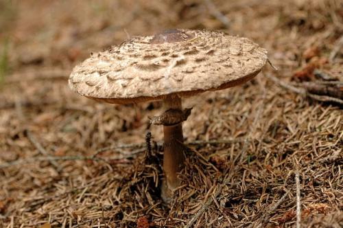 съедобные грибы,необычная форма,гриб,грибник,собирать грибы