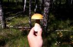 Белый гриб в березовом лесу