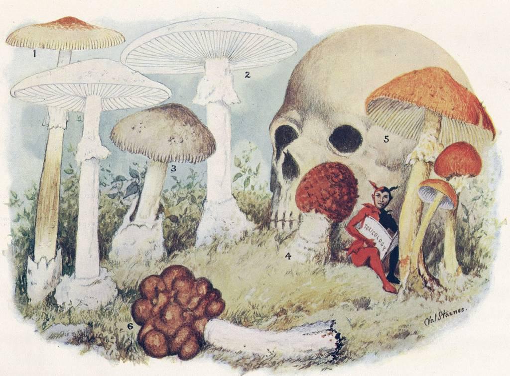 Сборник ядовитых грибов